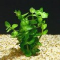 /album/plantas-aquaticas/bacopa-lanigera-jpg/